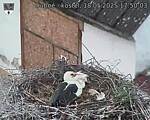 Capi_Dubne_20250518_175003.jpg