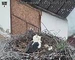 Capi_Dubne_20250518_175503.jpg