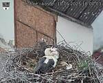 Capi_Dubne_20250518_180003.jpg
