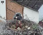 Capi_Dubne_20250518_180503.jpg