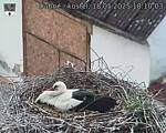 Capi_Dubne_20250518_181003.jpg