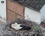 Capi_Dubne_20250518_181503.jpg