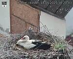 Capi_Dubne_20250518_182003.jpg