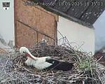 Capi_Dubne_20250518_183503.jpg