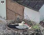 Capi_Dubne_20250518_185002.jpg