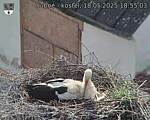 Capi_Dubne_20250518_185503.jpg