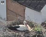 Capi_Dubne_20250518_190502.jpg