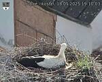 Capi_Dubne_20250518_191003.jpg