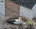 Capi_Dubne_20250518_191503.jpg
