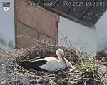 Capi_Dubne_20250518_192503.jpg