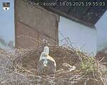 Capi_Dubne_20250518_195503.jpg