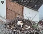 Capi_Dubne_20250518_203502.jpg