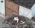 Capi_Dubne_20250518_204003.jpg