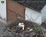 Capi_Dubne_20250518_204503.jpg