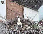 Capi_Dubne_20250518_205003.jpg