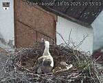 Capi_Dubne_20250518_205503.jpg