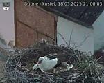 Capi_Dubne_20250518_210003.jpg