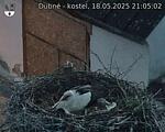 Capi_Dubne_20250518_210502.jpg