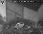 Capi_Dubne_20250518_211503.jpg