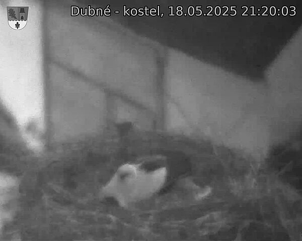 Capi_Dubne_20250518_212003.jpg (1350 x 1080)