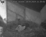 Capi_Dubne_20250518_212502.jpg