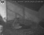 Capi_Dubne_20250518_230503.jpg