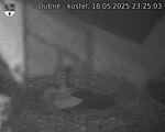 Capi_Dubne_20250518_232503.jpg