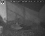 Capi_Dubne_20250519_000502.jpg