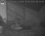 Capi_Dubne_20250519_001502.jpg