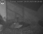 Capi_Dubne_20250519_002002.jpg