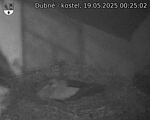 Capi_Dubne_20250519_002502.jpg