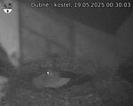 Capi_Dubne_20250519_003003.jpg