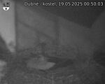 Capi_Dubne_20250519_005003.jpg