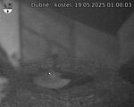 Capi_Dubne_20250519_010003.jpg