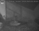 Capi_Dubne_20250519_010503.jpg