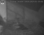 Capi_Dubne_20250519_011502.jpg