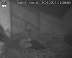Capi_Dubne_20250519_012003.jpg