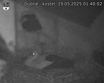 Capi_Dubne_20250519_014002.jpg