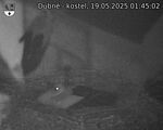 Capi_Dubne_20250519_014502.jpg