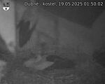 Capi_Dubne_20250519_015002.jpg