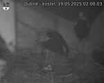 Capi_Dubne_20250519_020003.jpg