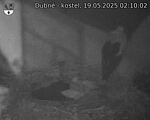 Capi_Dubne_20250519_021002.jpg