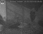Capi_Dubne_20250519_022502.jpg