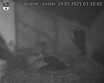 Capi_Dubne_20250519_031002.jpg