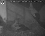 Capi_Dubne_20250519_032503.jpg