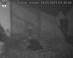 Capi_Dubne_20250519_033002.jpg