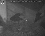 Capi_Dubne_20250519_034002.jpg