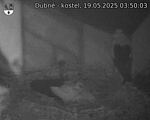 Capi_Dubne_20250519_035003.jpg