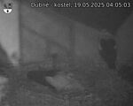 Capi_Dubne_20250519_040503.jpg