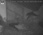 Capi_Dubne_20250519_041503.jpg